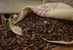 Kakao fiyatları yüzde 30'un üzerinde geriledi