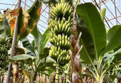 Zirai don afeti muz fiyatlarını artırdı: Serada 45’TL’den alıcı buluyor