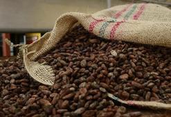 Kakao fiyatları yüzde 30'un üzerinde düştü