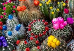 Kaktüse çiçek açtıran mucize damla! Toprağına düzenli olarak ekleyin