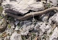 Hakkari'de panik anları! Metrelerce uzunlukta engerek yılanı görüntülendi