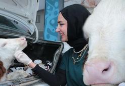 Yer: Yozgat! Otomobilin bagajında 55 kilometre yol gitti