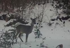 Karacadan fotokapana güzel pozlar