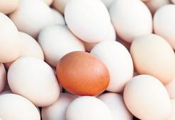 Yumurta ihracatı fon kesintisi arttı