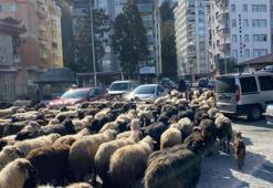 Yolculuk 2 ay sürecek! Caddelerde koyun sürüsünü görenler şaşkına döndü