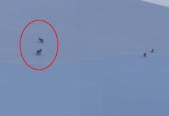 Bir kenti mesken tuttular! Anne ve yavrusu böyle görüntülendi