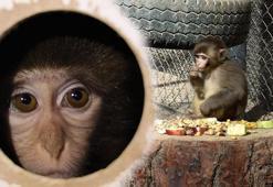 Terminalde kolide bulunmuştu: Maymun 'Fıstık'ın işte yeni hayatı