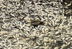 Bursa'da korkunç manzara! Binlerce ölü balık çevreye yayıldı