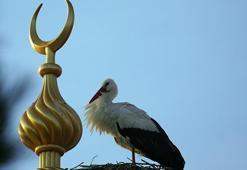 Bir leyleğin sadakati! Eşinin öldüğü yere 23 yıl sonra geri döndü