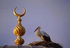 Bir leyleğin sadakati! Eşinin öldüğü yere 23 yıl sonra geri döndü