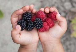 Bebeklere dut ne zaman verilmeli? İşte nefis ve sağlıklı tarifler