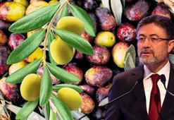 Dünyanın zeytini Türkiye'ye emanet