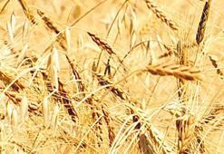 Kavılca buğdayının zaman yolculuğu