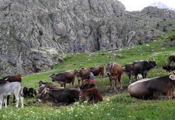 60 bin TL maaşla çoban bulamayınca sorunu böyle çözdüler