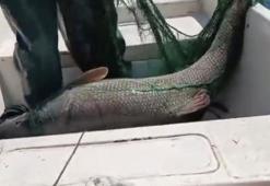 72 kiloluk dev ağa takıldı! 2 gün üst üste yakalandı