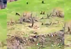 Kış uykusundan uyanan 8 bozayı bir arada