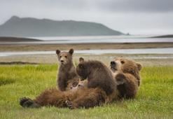 Slovakya'da acil durum ilanı! İnsanlara saldırdıkları gerekçesiyle 350 ayı avlanacak