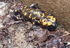 Nesli tehlike altındaki sarı benekli semender Adana'da görüldü