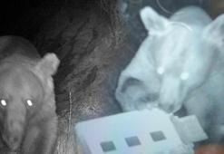 Arıcıların kabusu oldular! Fotokapan suçüstü yakaladı