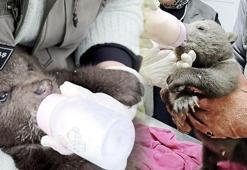 Ormanda bulundu! 'Bulut'a özel bakım