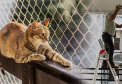 Çocukları ve kedileri düşmekten koruyor! Fileler devrede, şipşak hallolacak
