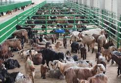 İkinci dönem büyük ve küçükbaş hayvancılık destekleme başvuruları yarın başlıyor