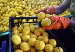 Ticaret Bakanlığı açıkladı: Limon ihracatı durduruldu