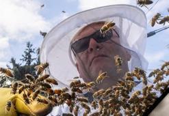 Uzun yaşamın sırrını bulmak için kraliçe arılar inceleniyor