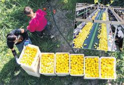 Limon ihracatının yasaklanması tepkilere neden oldu! İhracatçı: İtibar sorunu Üretici: Çok limon var