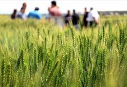 Türk hububatçılar, ABD raflarında kalıcı olmayı hedefliyor