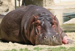 Kongo'da 50 su aygırı şarbondan zehirlendi