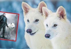 Jurassic Park gerçek oluyor