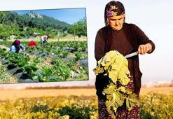 İş göçünün rotası tersine çevrilecek