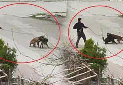 Samsun'da korkunç olay! Tasmasından tuttuğu köpeği üzerlerine saldı
