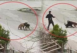 Samsun'da korkunç olay! Tasmasından tuttuğu köpeği üzerlerine saldı