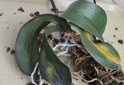 Solan orkideleri coşturan tüyo! Çöpe atmak yerine saksı dibine ekleyin