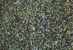 Türkiye sofralık zeytin üretiminde dünyada zirveye yerleşti