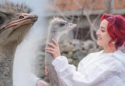 Yalnızlıktan strese giren firari deve kuşuna eş aranıyor: En kısa zamanda bulmamız lazım