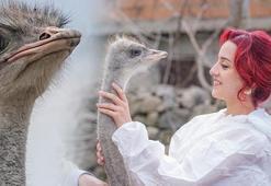 Yalnızlıktan strese giren firari deve kuşuna eş aranıyor: En kısa zamanda bulmamız lazım