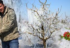 Ağaçları buzla kapladılar! Son çare bu oldu: Eksi 15'te işe yarayacak mı bilemiyoruz