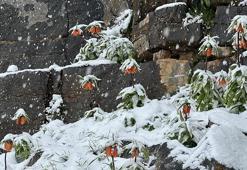 Baharda açan ters laleler renkli görüntüler oluşturdu