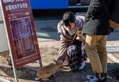 Japonya'da Tavşan Adası'nda tavşanları öldüren kişi hapis cezasına çarptırıldı