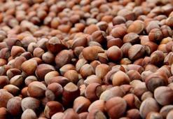 Karadeniz'de kokutan tehdit: 200 bin ton fındık çöp olabilir!