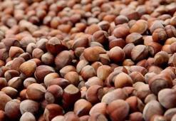 Karadeniz'de kokutan tehdit: 200 bin ton fındık çöp olabilir!