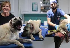 Kayseri’de kan donduran vahşet! 3 köpeğin kulaklarını kesti