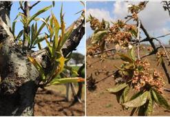 Küresel iklim değişikliği rekolte kaybına neden oluyor