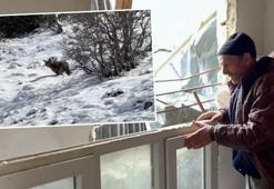 Köpek sesi çıkararak ayıdan kurtuldu: Televizyon ikiye bölünmüş