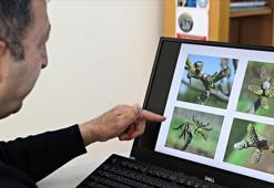 Fındık üreticilerine yaprak gübrelemesi önerisi