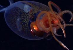 Dev kalamar ilk kez canlı olarak görüntülendi