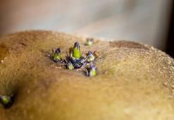 Yeşeren ve filizlenen patateslere son veren teknik! Yaydığı etilen gazı patatesleri koruyor